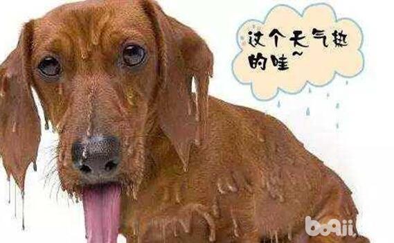 夏天最热的时候注意事项 有些事情铲屎官们不能做|狗狗品种-波奇网