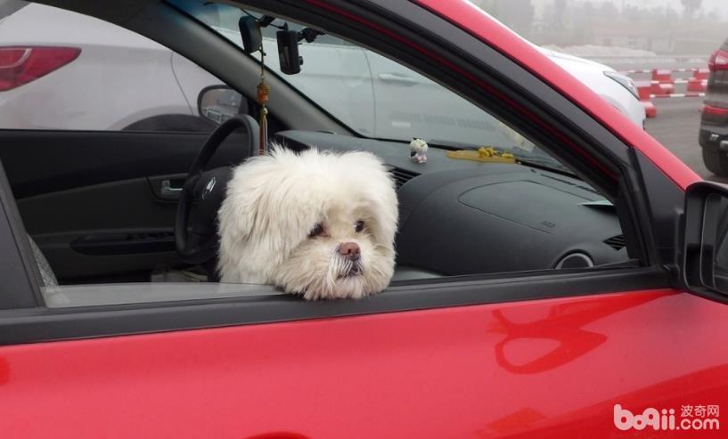 怎样让狗狗乖乖坐车,让狗狗乖乖坐车的方法有哪些?