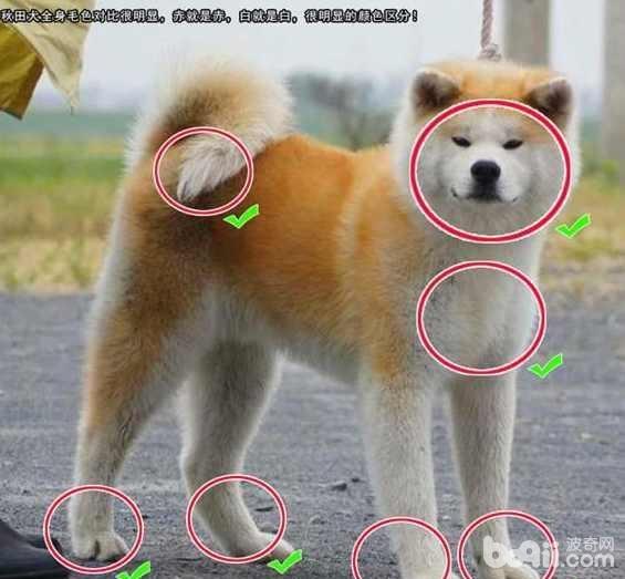 日本柴犬关系图片