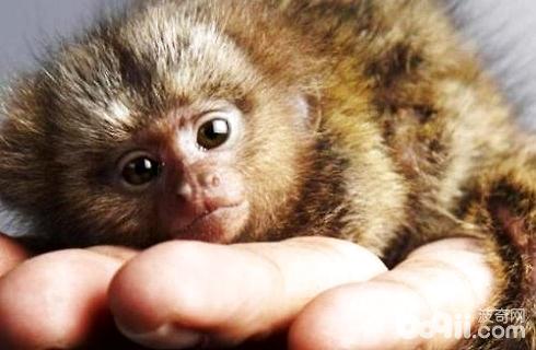 侏儒狨多少钱一只侏儒狨价格