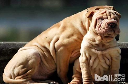 沙皮狗有两个品种区分你知道吗