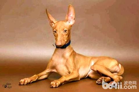 世界犬类排名_世界犬类品种大全图片