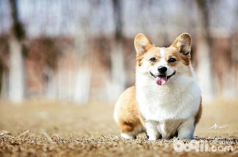 柯基犬如果缺鈣會有什麼嚴重的後果?|成犬飼養-波奇網百科大全