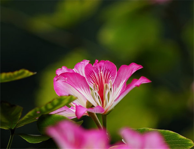 dunn 1908种:红花羊蹄甲属:羊蹄甲属科:豆科目:豆目纲:双子叶植物纲