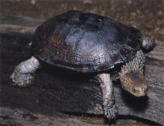所以单单凭外观判定刺颈龟的种类是很难的,尤其是刺股蛇颈龟的分布并