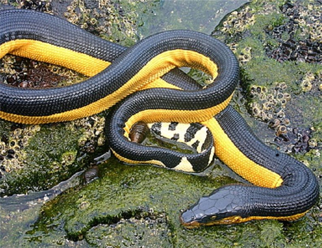 海蛇的种类图片