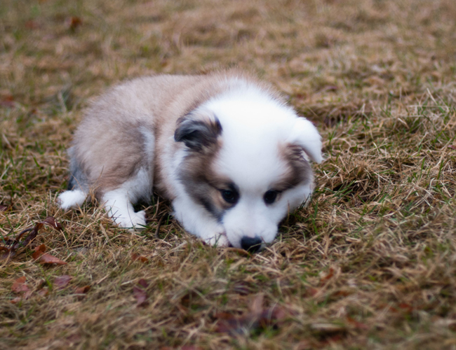 冰岛牧羊犬幼犬图片图片