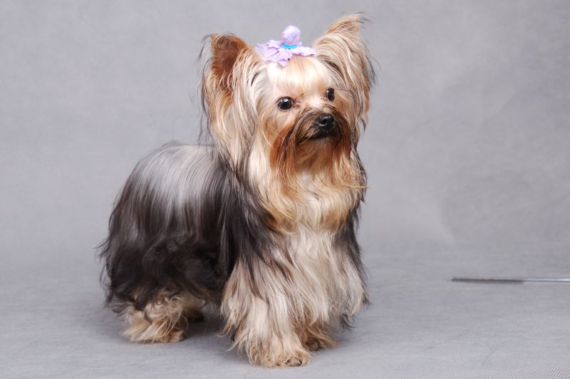 英文名australian silky terrier 祖籍澳大利亞 壽命14-15年 易患病