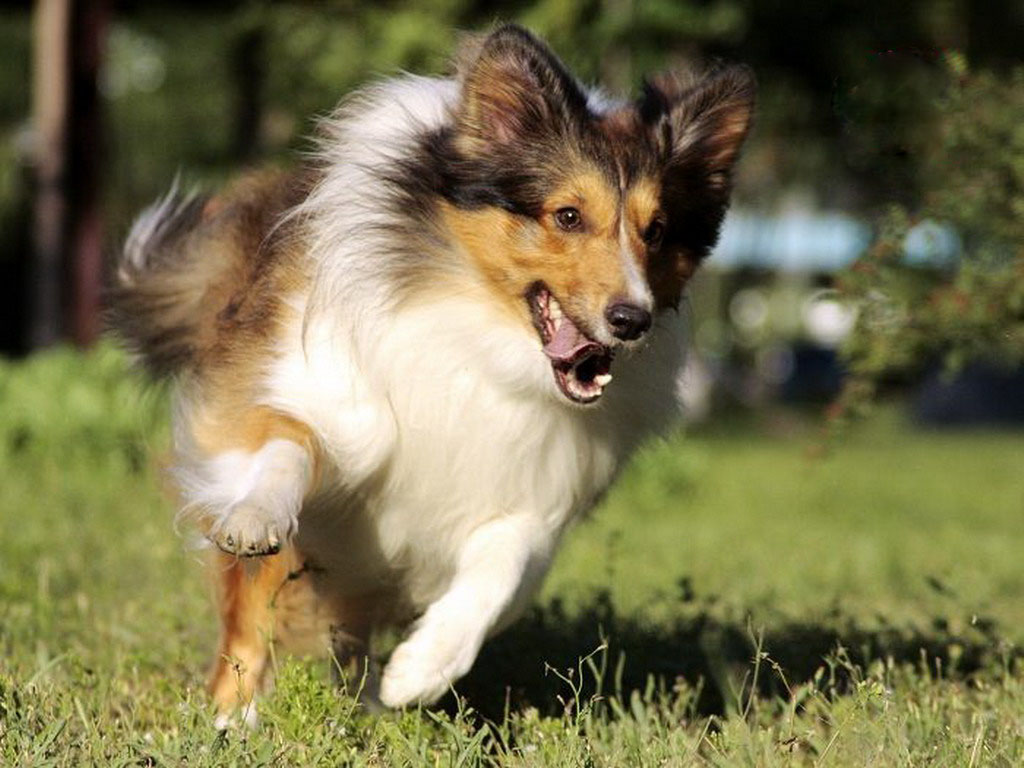 喜樂蒂牧羊犬是一種聰慧,善解人意的中小型犬種