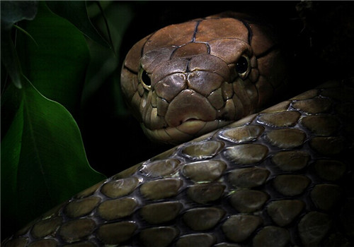 眼镜王蛇1999图片