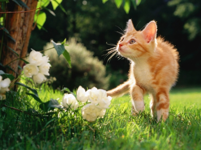 猫横膈膜破裂疝