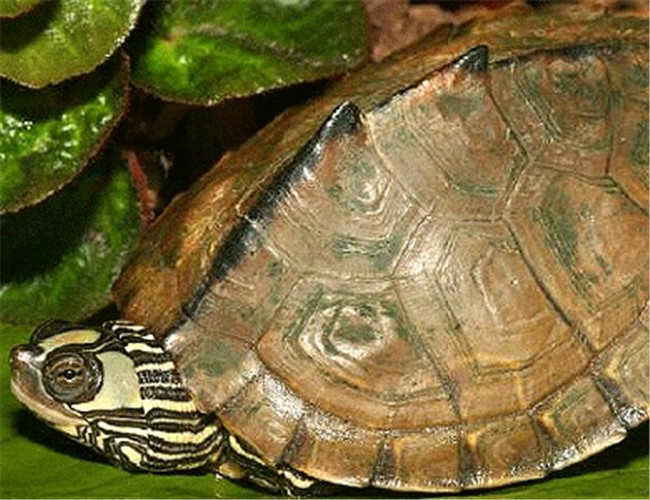 巴西龟和地图龟杂交图片