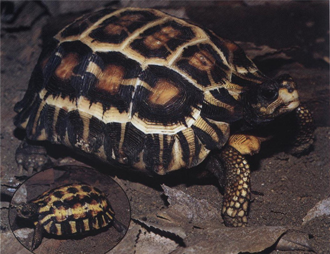 扁尾陆龟