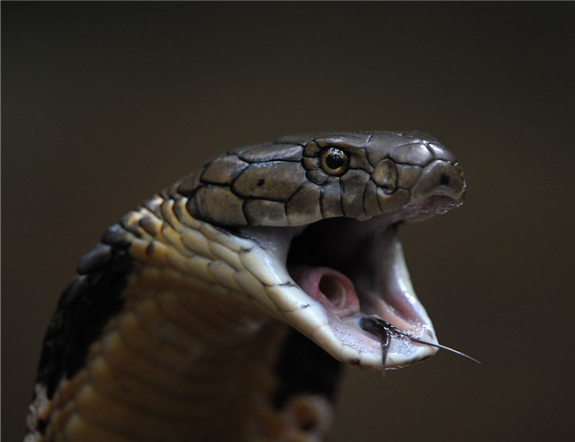 毒蛇王的照片图片