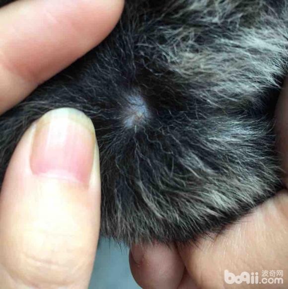 新手求问这种小斑点是什么皮肤病怎么治疗