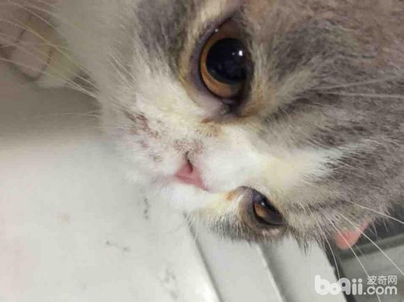 猫唇,猫唇明星,猫型唇(第8页)_大山谷图库