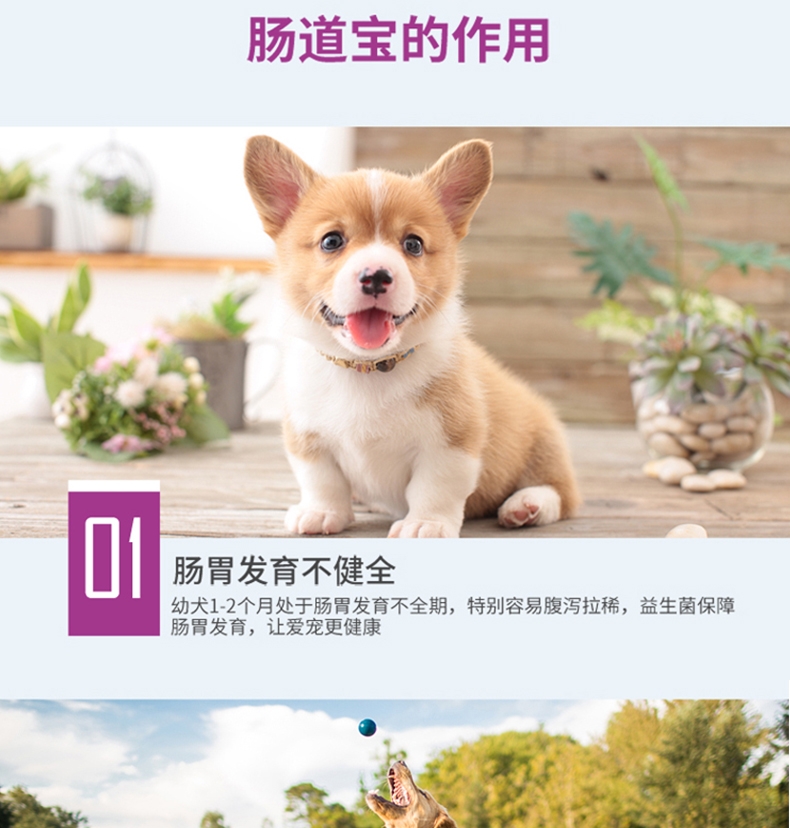 白云山宝神 猫狗肠道宝 复合微生物 50g 调节肠道平衡提高免疫力