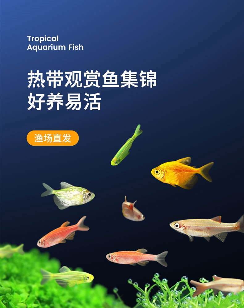聚宝源 热带观赏鱼1.8-2.5cm蓝莓斑马10条