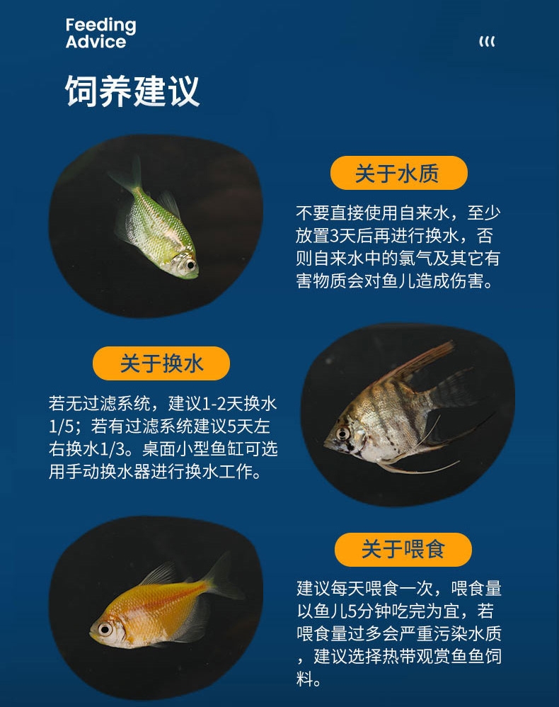 聚宝源 热带观赏鱼2-3cm柠檬天使鱼4+1条备损