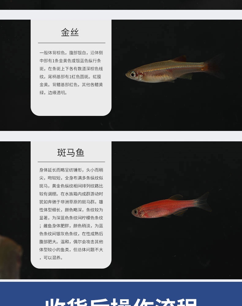 聚宝源 热带观赏鱼1.8-2.5cm蓝莓斑马10条