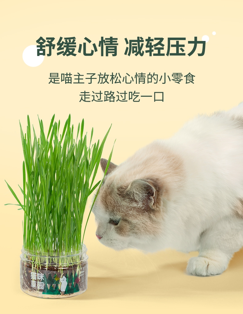 多可特 猫草套装（种子+营养土+罐子）3包
