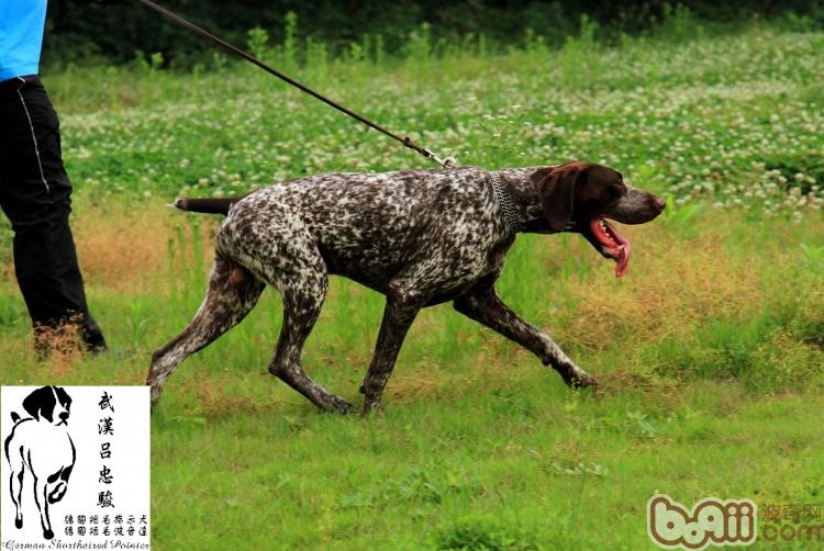波音达指示犬德波枪猎犬德国波音达猎犬