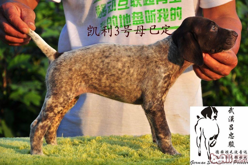 德國短毛波音達德國短毛指示犬(germanshorthairedpointer)波音達指示