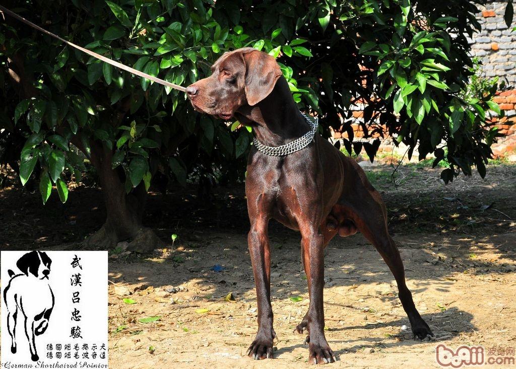德国短毛波音达德国短毛指示犬(germanshorthairedpointer)波音达指示