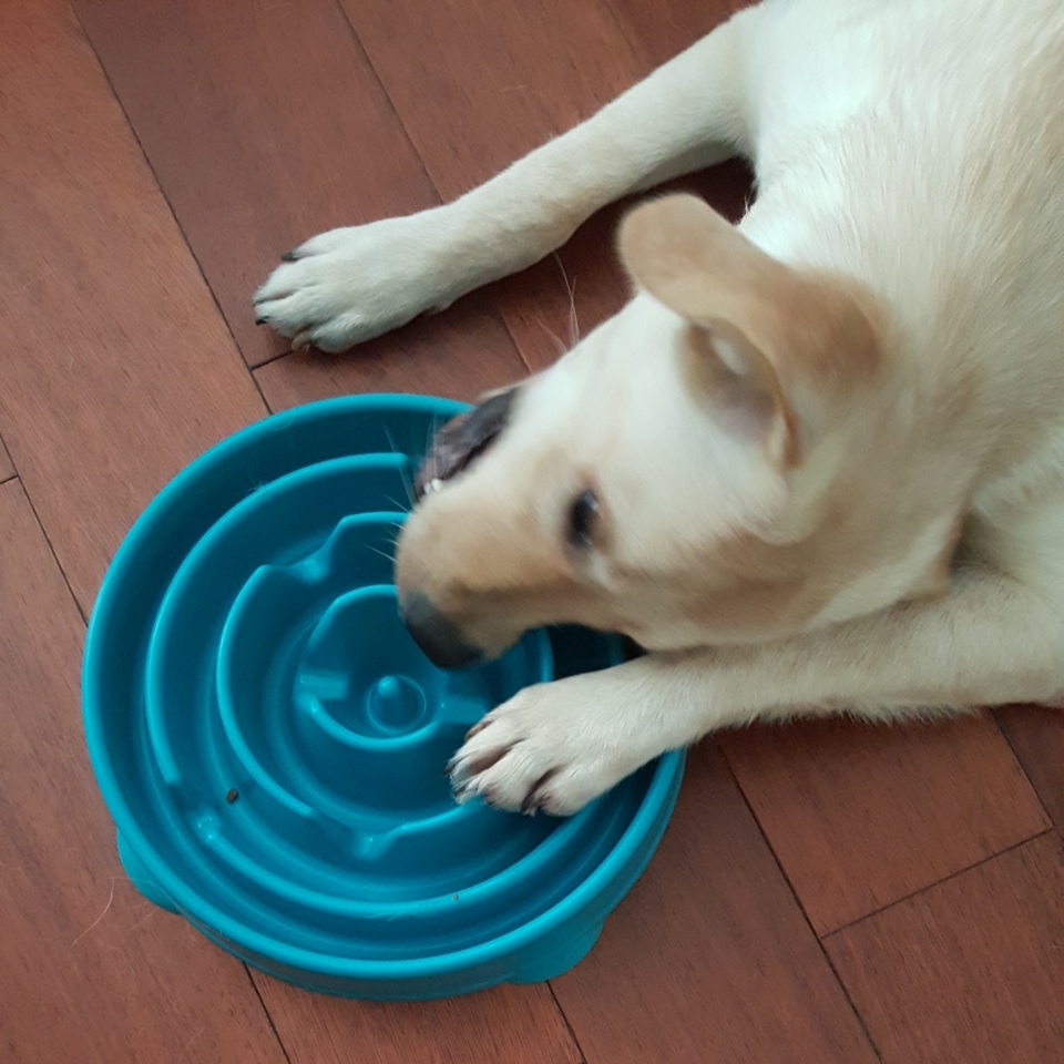 美国酷极kyjen 益智时尚狗狗慢食碗狗饭碗缓食碗 多规格