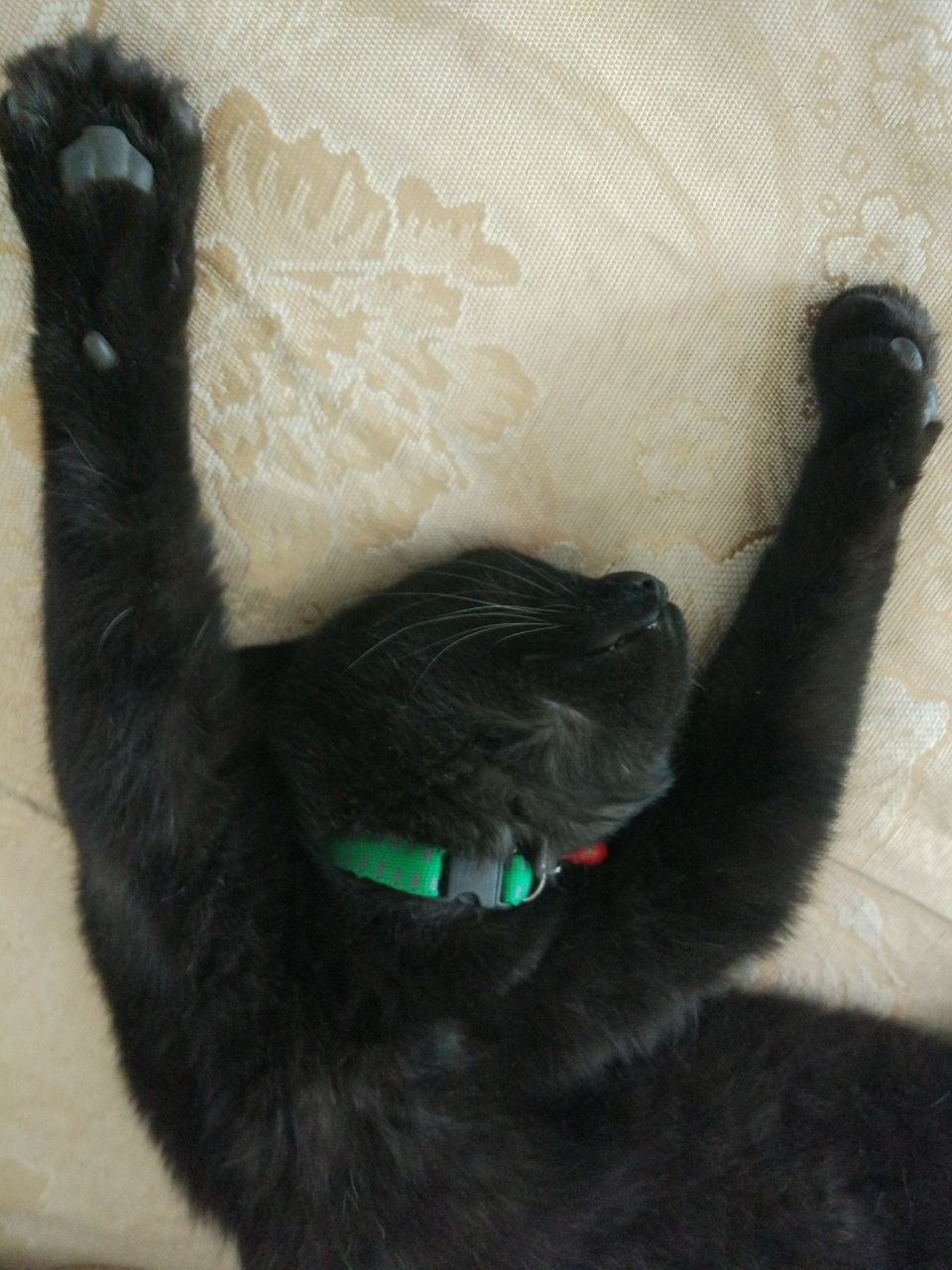 猫蚤圈什么原理_猫蚤咬人后什么症状