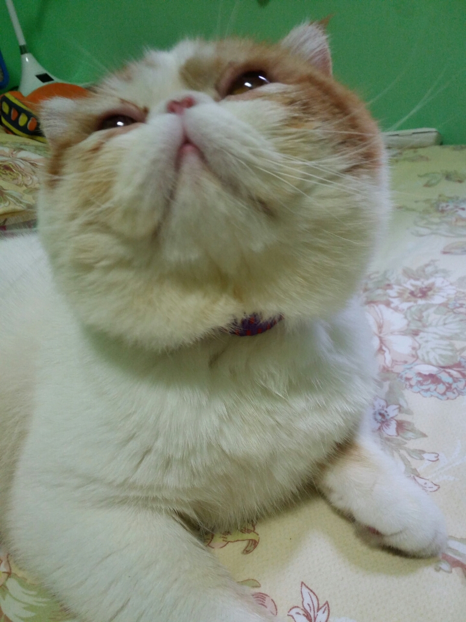 猫蚤圈什么原理_猫蚤咬人后什么症状