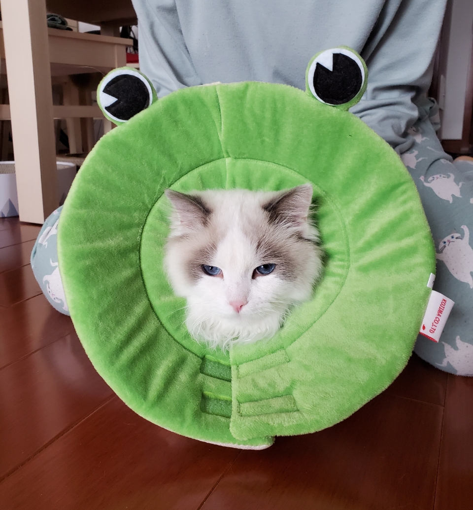 kojima 猫用伊丽莎白圈耻辱圈 脖圈脖套宠物防抓咬舔头套