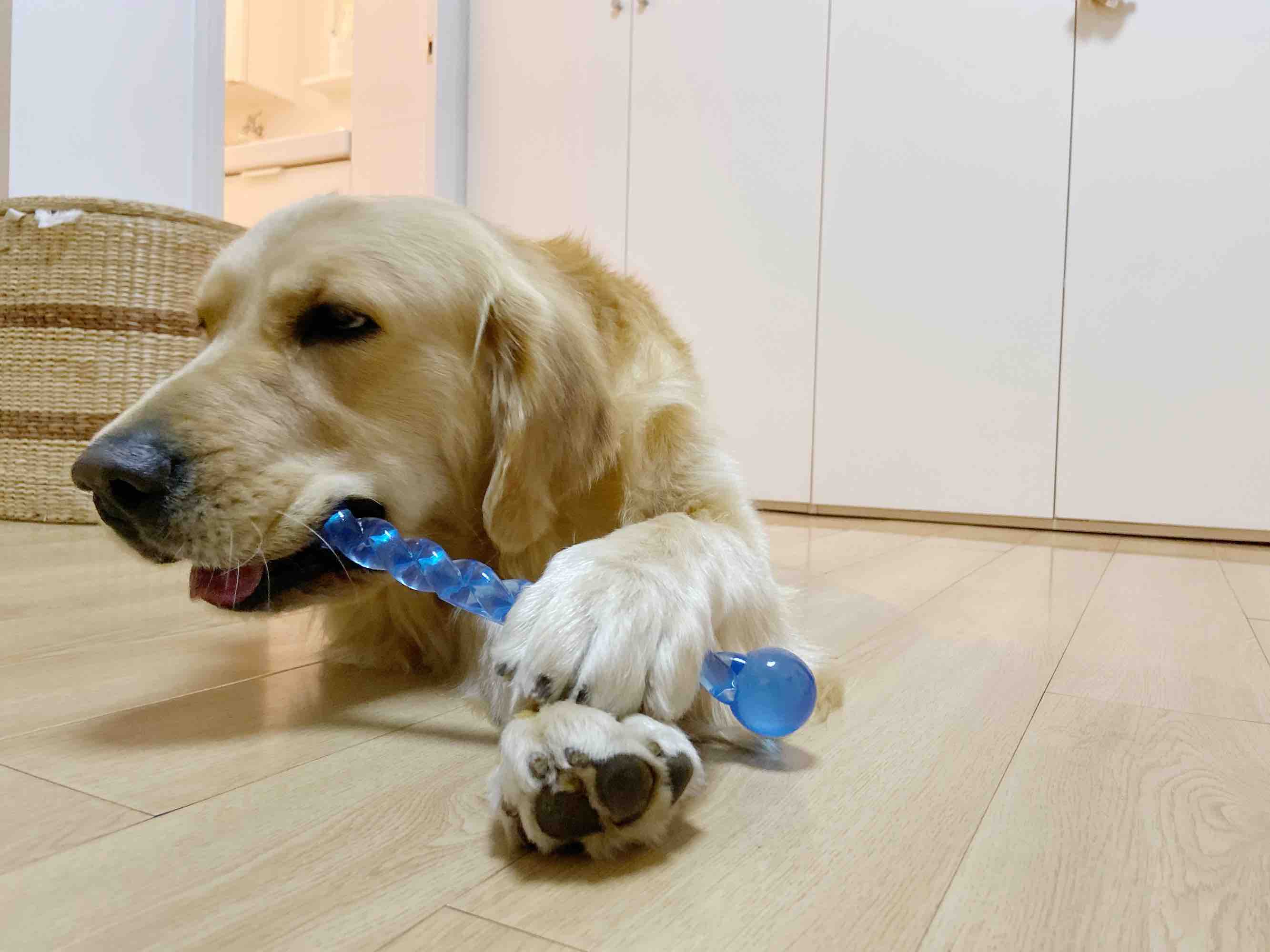 美国酷极kyjen 狗狗咬胶耐咬益智扭扭棒