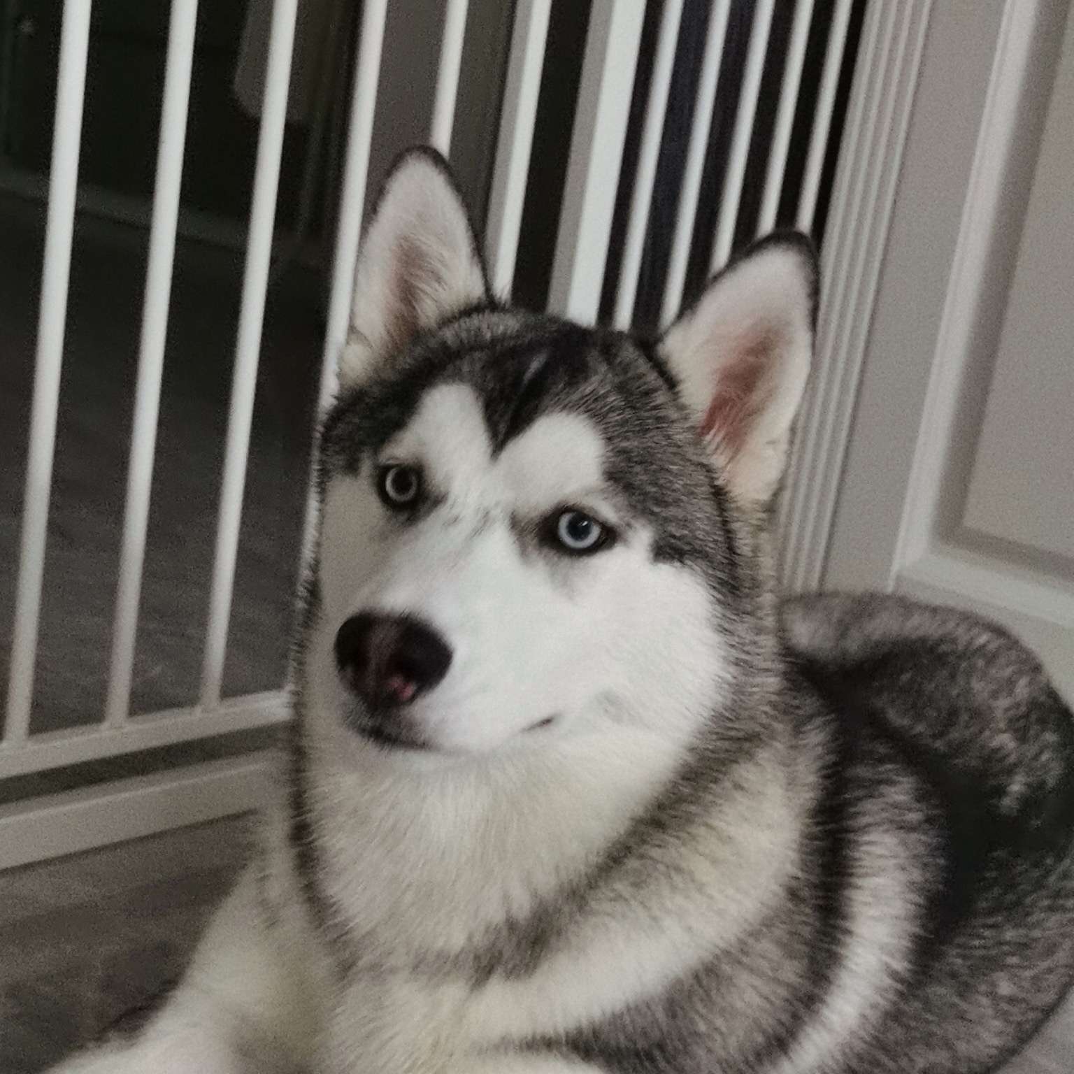 捣蛋鬼 训犬爱心拍 63cm 狗狗玩具 好质量软塑胶